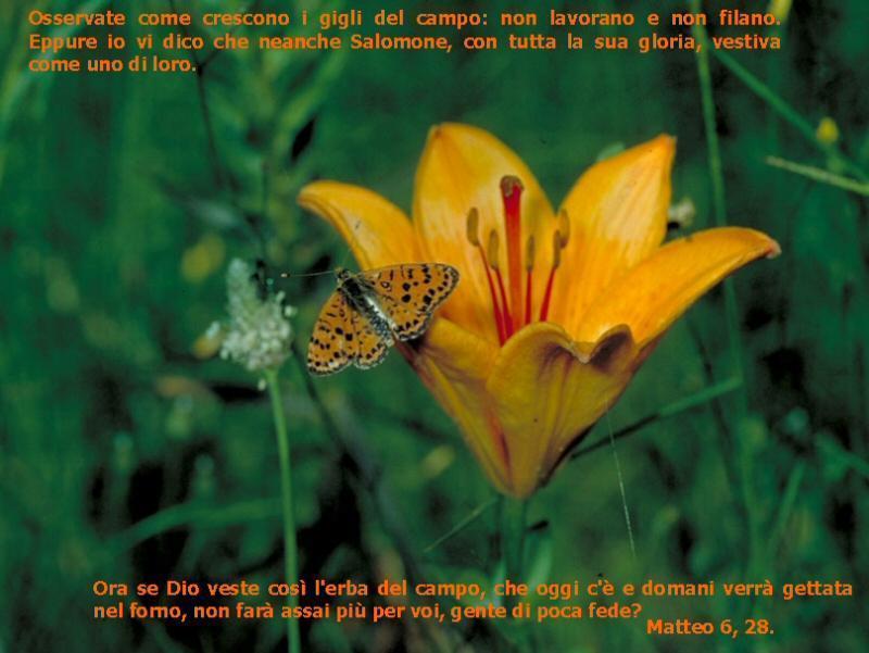 gigli-del-campo.jpg gigli-del-campo.jpg